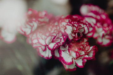 Sticker - Closeup of pink and white carnations