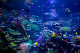 Fototapeta Do akwarium - Aquarium reef