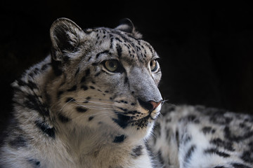 Wall Mural - portrait of snow leopard on isolated black background 2