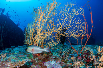 Tropical fish in front of a large, underwater shipwreck in Thailand