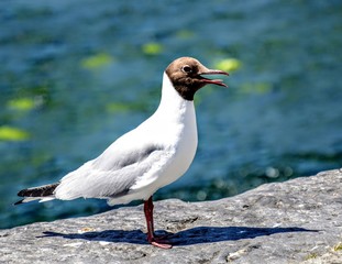 Seagull