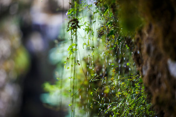 Wall Mural - Drops of water flow down from the green rocky plants. Waterfall dripping on vines on stones, drops close-up