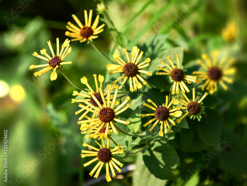 秋に咲く一風変わった姿の黄色い花 Stock Photo Adobe Stock 秋に咲く一風変わった姿の黄色い花 Stock Photo Adobe Stock