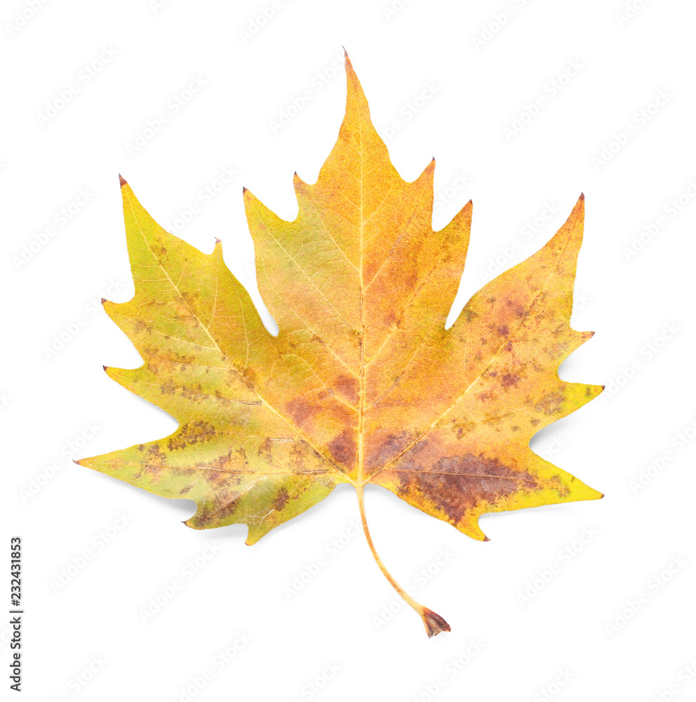 Color autumn leaf on white background