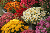 Pots with beautiful chrysanthemum flowers