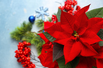 Christmas flower poinsettia, closeup