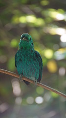 Wall Mural - The green broadbill also known as the lesser green broadbill is a small bird in the broadbill family can be identified by its vibrant green plumage