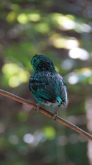 Wall Mural - The green broadbill also known as the lesser green broadbill is a small bird in the broadbill family can be identified by its vibrant green plumage