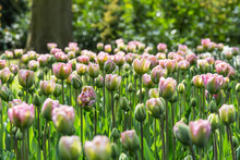 Meadow Of Pink Tulips In Spring, Kaukenhof Gardens