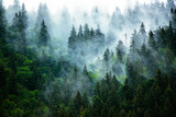 Fototapeta Fototapeta las, drzewa - Misty mountain landscape