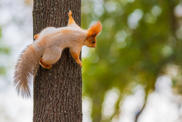 a wild squirrel captured in a cold sunny autumn day, funny cute squirrel is on the tree in autumn pa