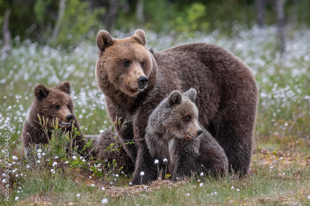Brown bear mother with cubs / Ursus arctos Stock Photo | Adobe Stock