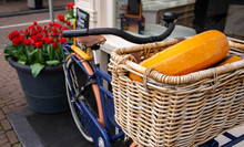Dutch Cheese Wheels In Bicycle Basket With Beautiful Red Tulips In Background