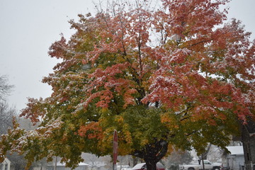 Canvas Print - Autumn Snow