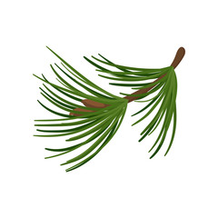 Wall Mural - Branch of pine tree with long green needles. Coniferous twig. Traditional Christmas plant. Flat vector icon