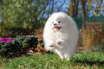  cute white spitz dog runs along the lawn