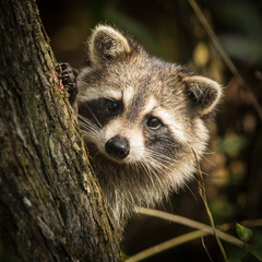 Raccoon at Bird Rookery Swamp, Naples, Florida