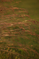 Wall Mural - Field at sunset