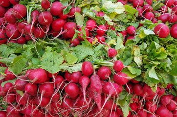 Wall Mural - Farm fresh bunches of red radishes with greens piled for market 