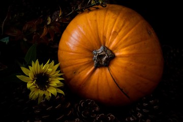 Pumkin fall harvest setting 