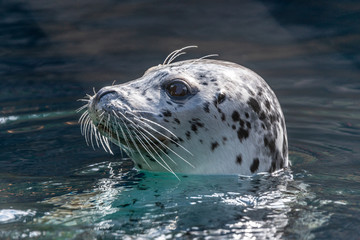 Wall Mural - Sea Lion