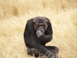 © sobreton - chimpanzé singe