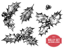 Vector Collection Of Hand Drawn Holly