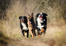 Group Of Dogs Running The Field