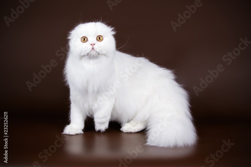 Scottish Fold Longhair Cat On Colored Backgrounds Buy This Stock