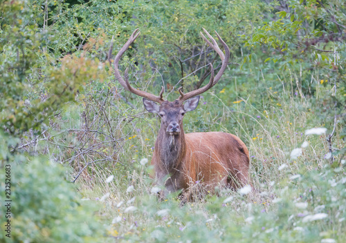 Cervo Rosso Buy This Stock Photo And Explore Similar Images At Adobe Stock Adobe Stock