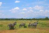 Fototapeta Sawanna - Africa Mikumi National Park, landscape of savanna with wild zebras