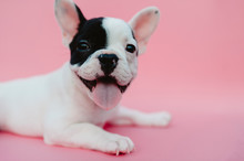 French Bulldog Puppy On Pink Background