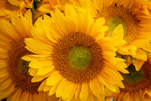 Close Up View Of A Bunch Of Sunflowers.