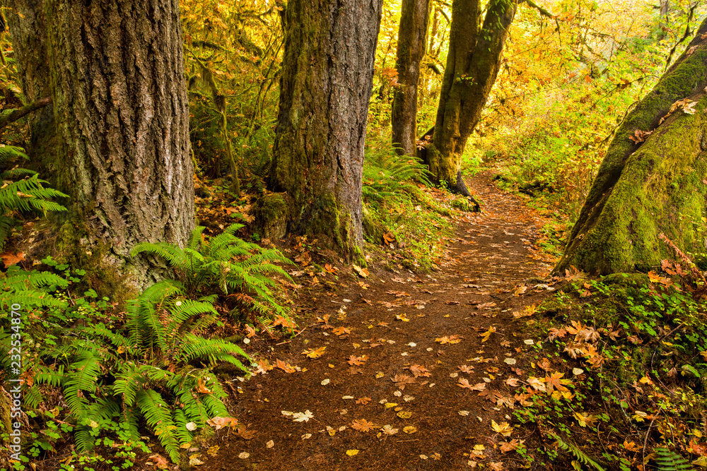 Autumn leaves on a trail in Silver Falls State Park, Oregon, USA Stock ...