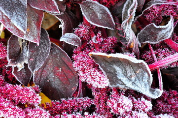 Grass and leaves covered with frost on a cold foggy autumn morning