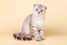 Scottish Fold Shorthair Cat On Colored Backgrounds