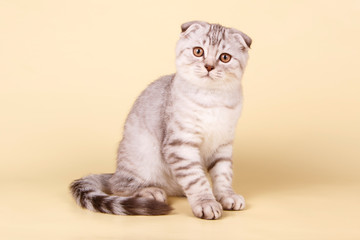 Scottish fold shorthair cat on colored backgrounds