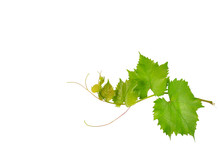 Vine And Leaves Isolated On White. Free Space For Text.