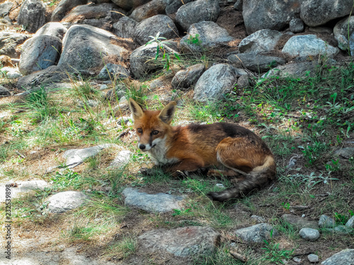 Fotografía  A fox at Grand Paradiso National Park, Aosta Valley Province, Italy, European Al