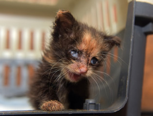 Little dirty kitten with eye disease due to infection