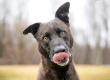 A Hungry Brindle Mixed Breed Dog Licking Its Lips