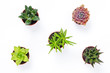 © Studio Light & Shade - Mini succulent plants isolated on white background
