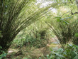 Forêt de bambous à Tobago