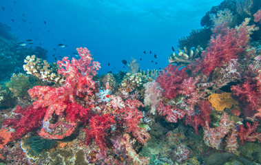 Wall Mural - Healthy soft coral with fish life