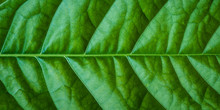 Close Up Of Beautiful Nature Green Leaf Texture Background
