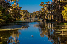 Cajun Swamp & Lake Martin, Near Breaux Bridge And Lafayette Louisiana