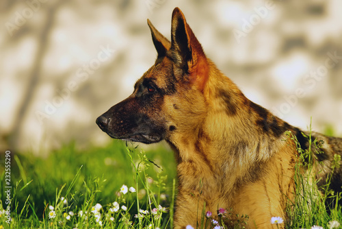 The Portrait Of A Serious Short Haired German Shepherd Dog Posing