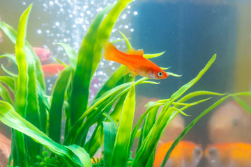 Little red fish with green plant in fish tank or aquarium underwater life.