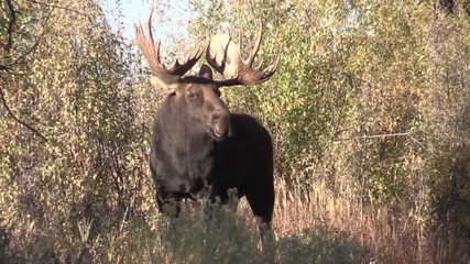 bull shiras moose in fall