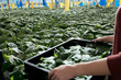 © Stocksy - Hydroponic vegetable production